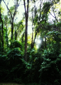 Meditation Meadow