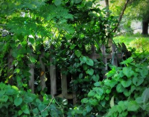 ACHurch grounds June 2014 123